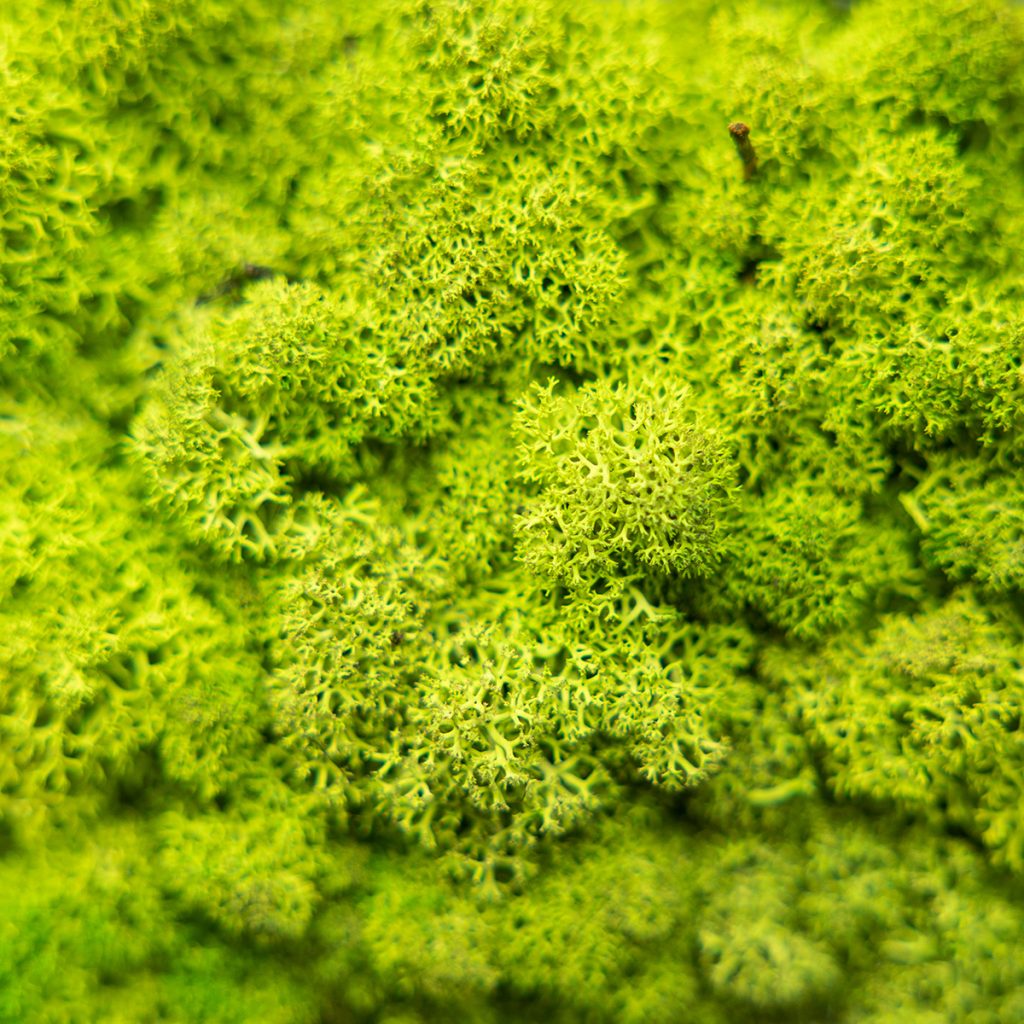 Billede 2 af 4 i Mospanel galleri