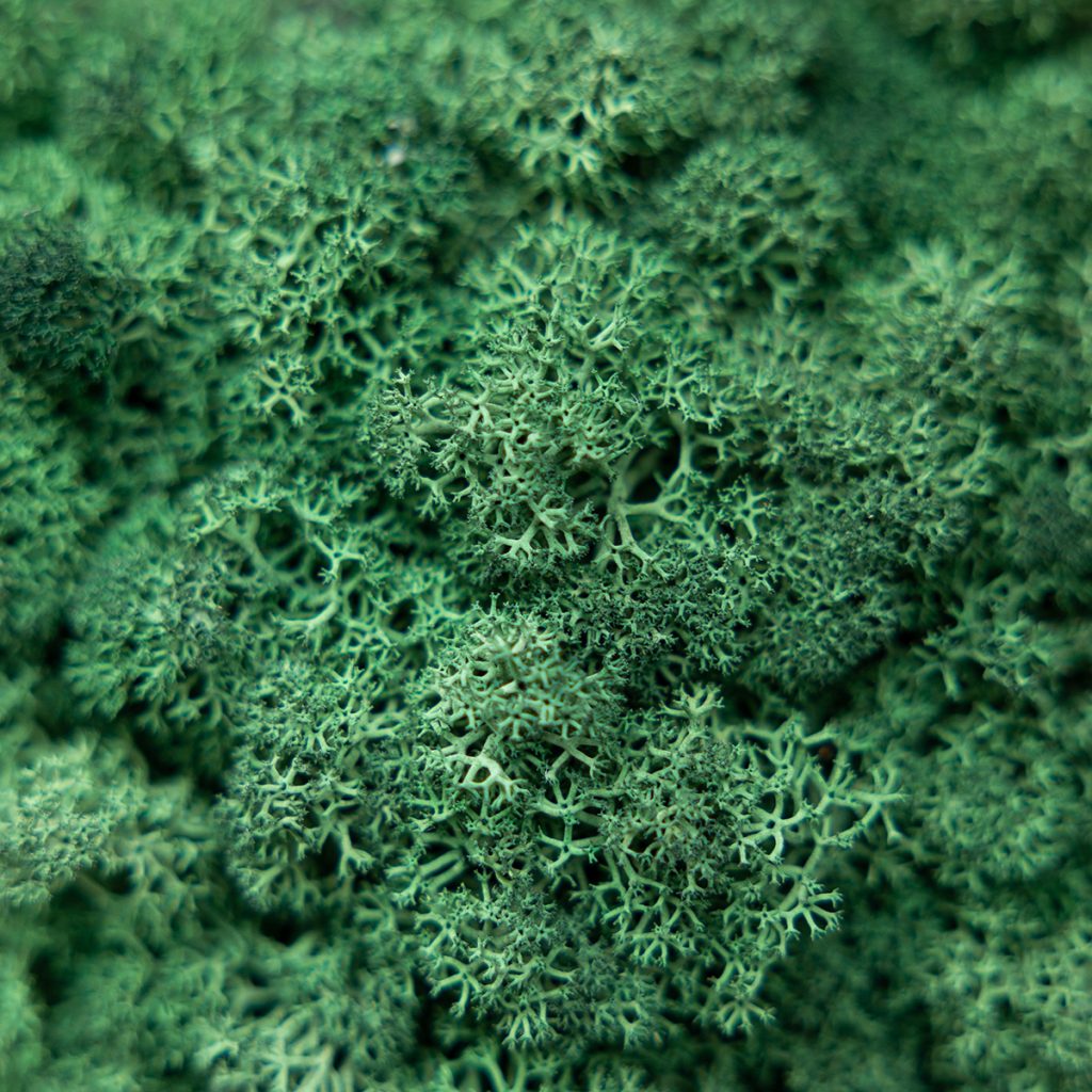 Billede 2 af 4 i Mospanel galleri